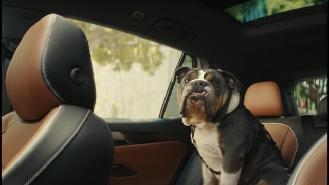 The 2025 Volkswagen Tiguan | The Dogs