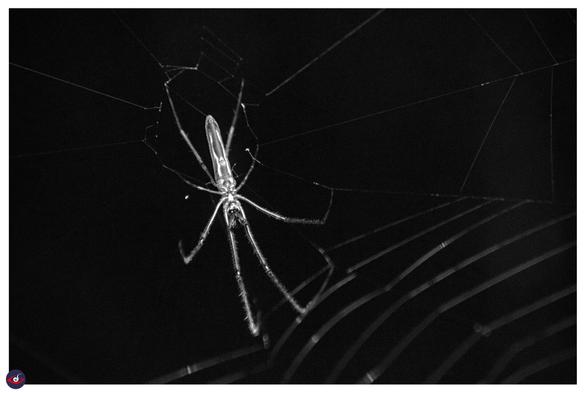 close up of an orb spider, on its web - you can see white stripes in abdomen, and also tiny hair on its leg