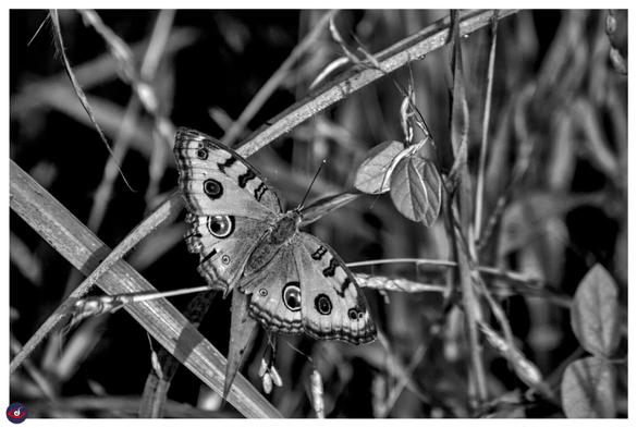 a butterfly with dot patterns sitting on grass