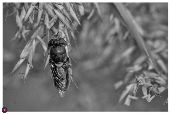 a large fly hanging on a branch