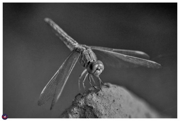 a dragon fly with spread wing sitting on a small stone.