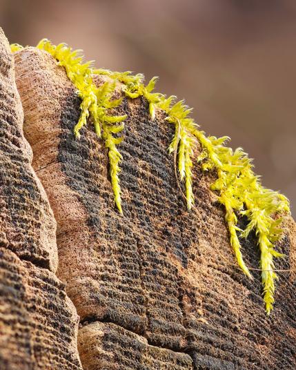 The front of a cut tree trunk. Moss grows down the top right. A crack is visible at the top left.