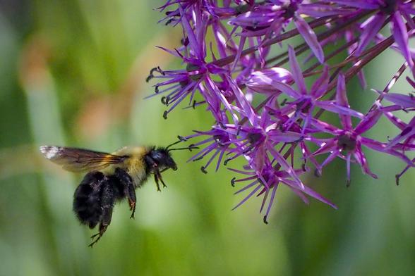 A bee flying next to a purple flower