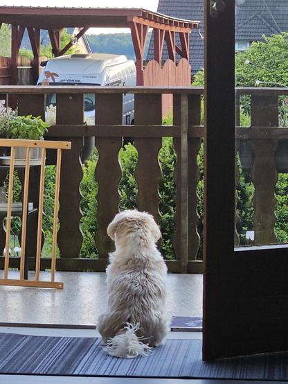 Das Bild zeigt einen kleinen, weißen Hund mit langem, welligem Fell, der auf einem Holzbalkon sitzt. Er blickt nach draußen, wo ein Teil eines Wohnmobils unter einem roten Dach zu sehen ist. Der Balkon ist mit einem Holzzaun umgeben, der mit wavy-geformten Streben verziert ist. Im Hintergrund sind grüne Bäume und ein Teil eines Hauses mit einem dunkelgrauen Dach zu sehen. Auf dem Balkon befindet sich ein Teppich mit blauen und grauen Streifen, und ein Teil einer Holzbarriere ist sichtbar. Der Hund sitzt auf dem Teppich, und sein Rücken ist dem Betrachter zugewandt. Die Szene wirkt ruhig und friedlich, mit einer natürlichen Umgebung im Hintergrund.

Bereitgestellt von @altbot, privat und lokal generiert mit Ovis2-8B