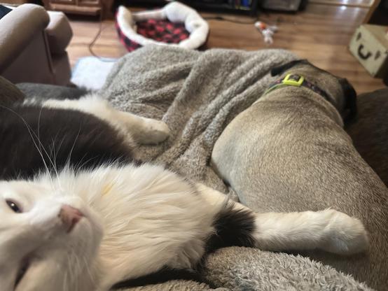 A black and white cat laying on the picture taker’s lap accompanied by a fawn pug.