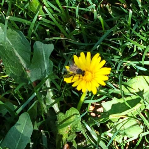 A fuzzy black and yellow bee sits on a bright yellow dandelion flower with many petals, feeding on the center. The flower is surrounded by lush green grass and various plants in what appears to be a natural outdoor setting.