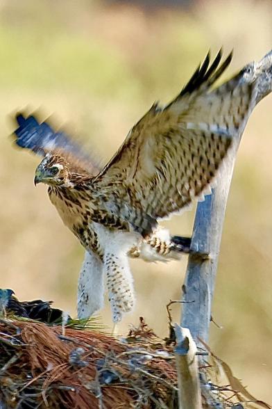 a raptor equal parts ugly and cute, stretches out massive wings and hops around in a nest high off the ground.