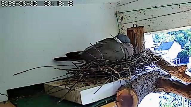 Die Ringeltaube döst aufgeplustert auf ihrem Nest. Ob sie schon wieder Eier gelegt hat weiß ich nicht.