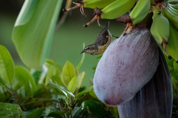 A small bird is perched near a large banana blossom surrounded by green leaves.