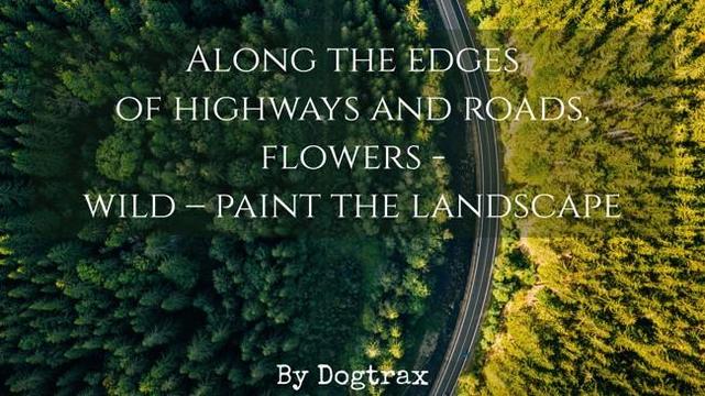 poem with image of a roadway

Along the edges
of highways and roads, flowers -
wild – paint the landscape
