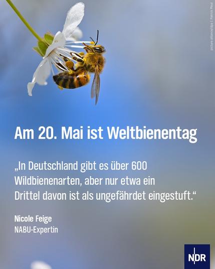 Foto von einer Biene, die auf einer Blüte sitzt.

Dazu der Text:
Am 20. Mai ist Weltbienentag

"In Deutschland gibt es über 600 Wildbienenarten, aber nur etwa ein Drittel davon ist als ungefährdet eingestuft." Nicole Feige, NABU-Expertin
