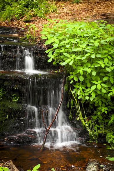 A flowing waterfall surrounded by leaves