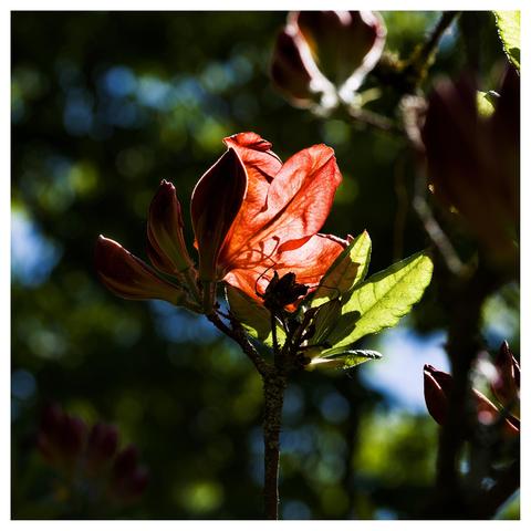 En fyrkantig bild med en röd blomma i motljus centralt. Pistillerna syns i silhuett genom blombladet. I övrigt mörkgröna blad runt om.