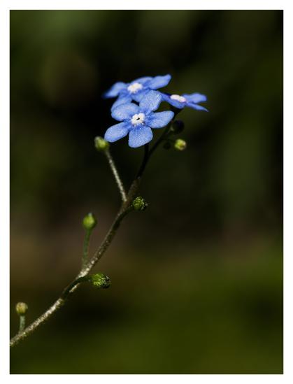 En stående bild på tre blåa blommor längst ut på en brun stjälk. Bakgrunden mörk grön och brun.