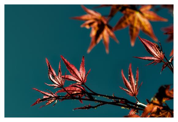 En liggande bild på ett par grenar på ett träd med röda och orangea blad mot en turkosaktig bakgrund.