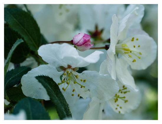 En liggande bild på en rosa knopp omgiven av vita blommor och några gröna blad.