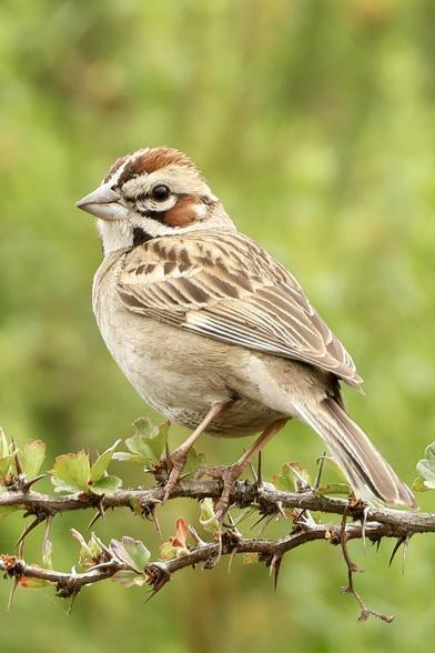against a verdant backdrop overflowing with vegetation
a bird that looks like a stencil pattern (or Paint-By-Numbers) perches on a thorny branch and stares wistfully into space.