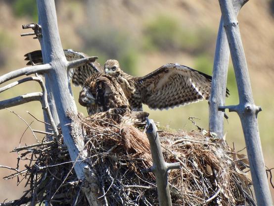 Three hawk nestlings in nest and green foliage in the background.