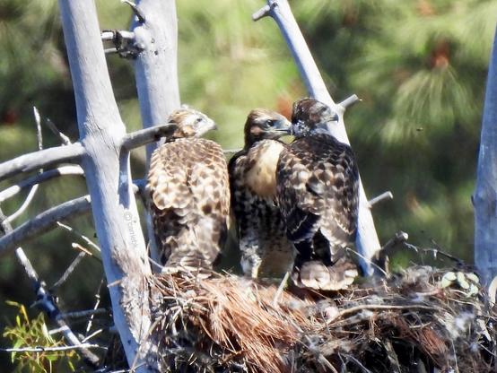 Three hawk nestlings in nest and green foliage in the background.