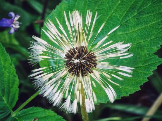 A close-up, top-down view of a dandelion seed head, mostly bare with some white, feathery seeds still clinging to the dark brown central disk. A vibrant green leaf occupies the right side of the frame, and a hint of purple is visible in the upper left background.
