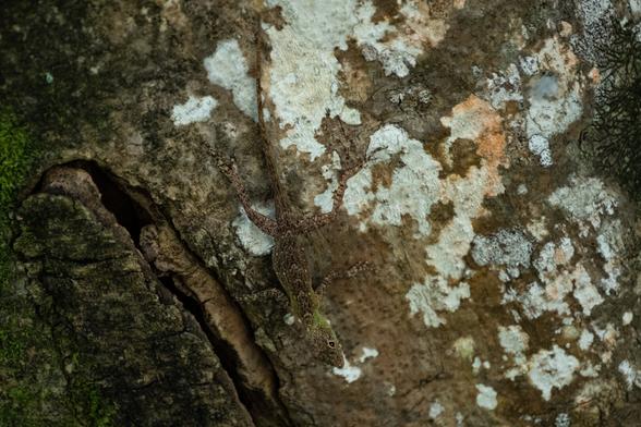 A small lizard is camouflaged on a textured tree bark, showcasing its brown and green coloration against the mossy and lichen-covered surface.