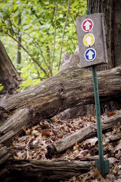 Red, yellow, and blue trail markers in front of a fallen tree