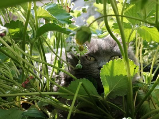 Picture of a cat between and behind strawberry plants. You can see her eyes and parts of her face. She looks...stealthy.
