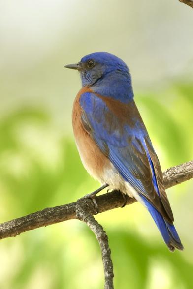a brilliant blue bird with rusty breast perches on a branch.