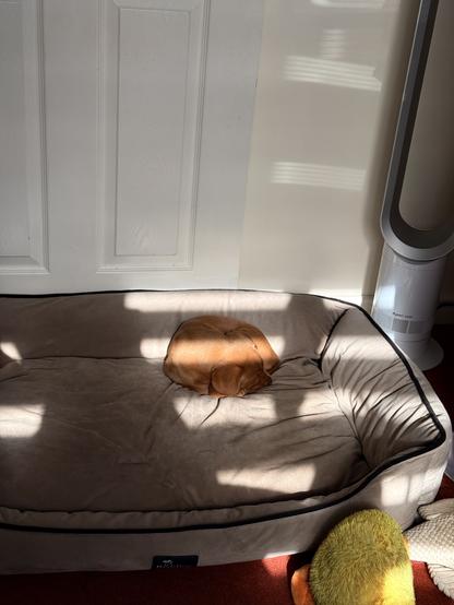 A small brown dog is curled up asleep in the center of a large beige dog bed, bathed in a patch of sunlight. The bed is placed against a white door, with a fan on the right and a plush toy partially visible at the bottom.