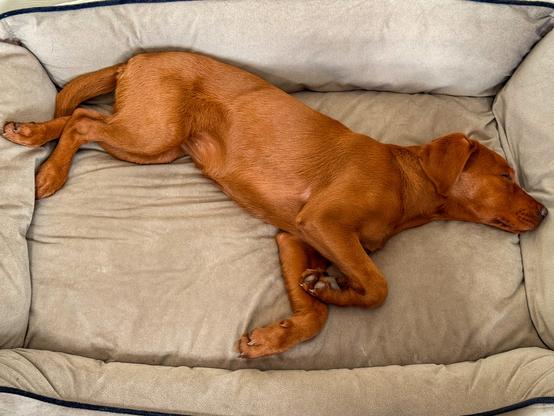 A brown dog is stretched out asleep on its side in a large beige dog bed, with its head resting near the edge and legs relaxed.