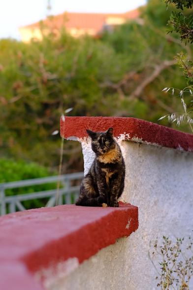 Photo of a tortoiseshell cat sitting on a wall. The wall is white with a top painted red. The cat looks at the camera. In the background, slightly out-of-focus, are trees and bushes and the clay-tiled roff of a house.