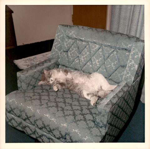 A large silver and white tabby lies on its back in a silver chair. This is an old color photo from the 1960s.