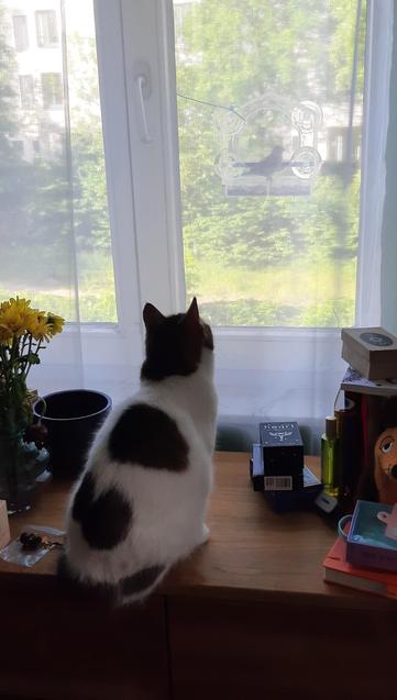 Eine Katze sitzt auf einem Schrank vor einem Fenster. Hinter der Scheibe ist ein Futterhäuschen in dem gerade ein Vogel sitzt. Die Katze beobachtet den Vogel.