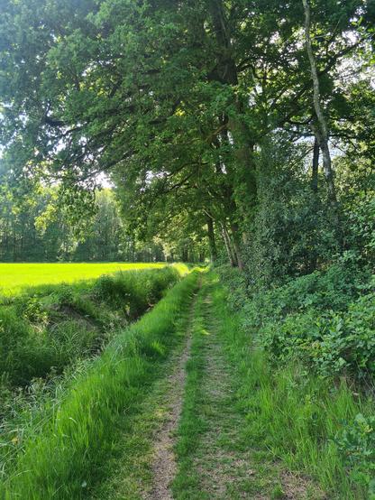 Een begroeid voetpad,  met links een goot en daarnaast een weiland.
Rechts een bos.
In de verte ook een bos.