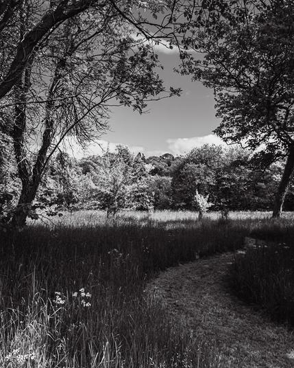 A black and white photograph of a path winding through a meadow with trees on either side and a wood in the distance.