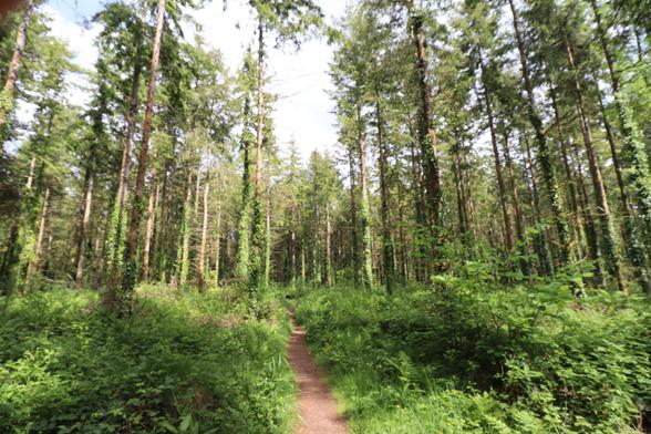 A straight path through a conifer plantation. Thick undergrowth covers the ground either side of the path.