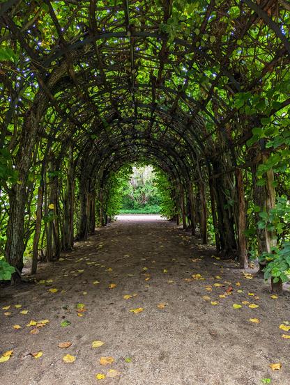 A photograph shows a path leading through a leafy arbour. The arbour is constructed from wooden beams and branches, forming a tunnel-like structure overhead. Green foliage covers the arbour, creating a dappled light effect on the path below. The path is made of gravel or dirt, and scattered leaves are visible on the ground. The path leads to a distant, green area.