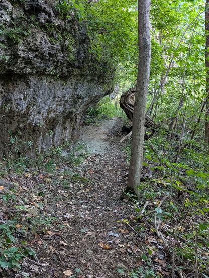 A path through a bright green woods. To the right, the land drops off sharply, and is covered in small trees and green plants. To the left is a limestone cliff, which arches out over the path in places. The stone is dotted with mosses and small plants growing from the cracks and pockets.