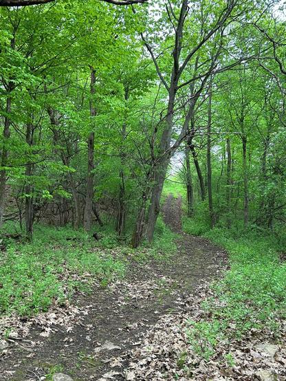 A dirt path with some old fallen leaves scattered here and there along it comes from the left foreground and curves off into some tall, slim trees.