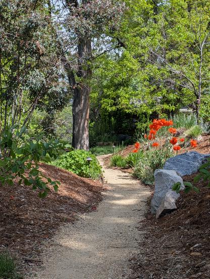 a gravel path winds between rocks, poppies, and some trees.