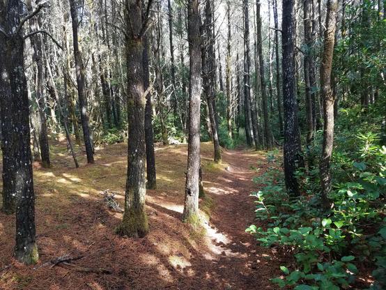 The narrow trunks of coastal pines rise from a forest floor covered in needles and moss. The trail divides the mossy carpet on the left from lush green undergrowth on the right.