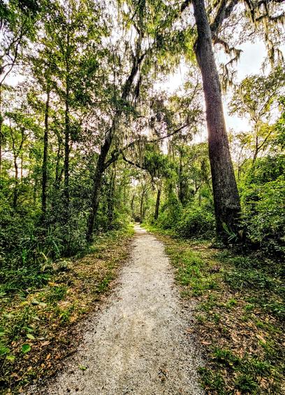 Sandy, dirt trail winds through a wooded area of a city park.