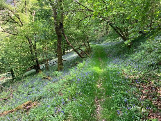 Photo of a worn path through a broadleaf woodland carpeted with bluebells. The woodland is on the side of a valley, sloping down here to the left. Sunlight splinters through the leaves dappling the woodland floor.