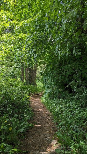A dry, packed earth track meanders through a bright green woodland. The whole scene is a mass of greens, with the track and a distant tree trunk providing a little brown.
