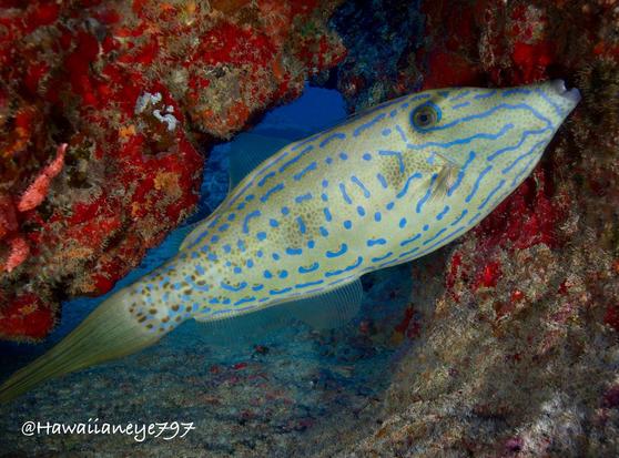 A green fish with an elongated snout and covered with squiggly neon blue lines. It is about as long as your arm
