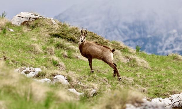Rupicapra rupicapra | northern chamois looking towards camera on grass/ rock background; in distance low cloud obscures mountain views