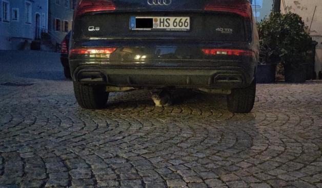 a tiger-striped cat hiding under a parked car at night
The left side of the license plate is blackened, the right part is "HS 666"
The Audi logo is visible above