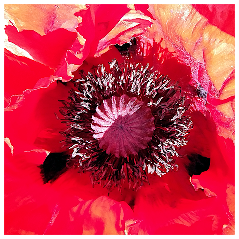 Closeup from a Papaver bracteatum flower
https://en.wikipedia.org/wiki/Papaver_bracteatum