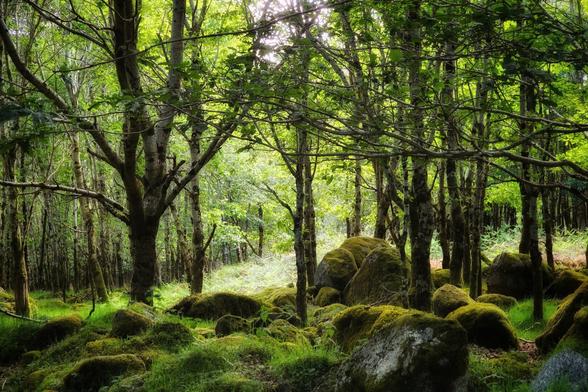 A lush, green woodland scene featuring numerous trees with light green leaves and a forest floor covered in vibrant green moss and large, moss-covered boulders. Sunlight filters through the canopy, illuminating parts of the ground.
