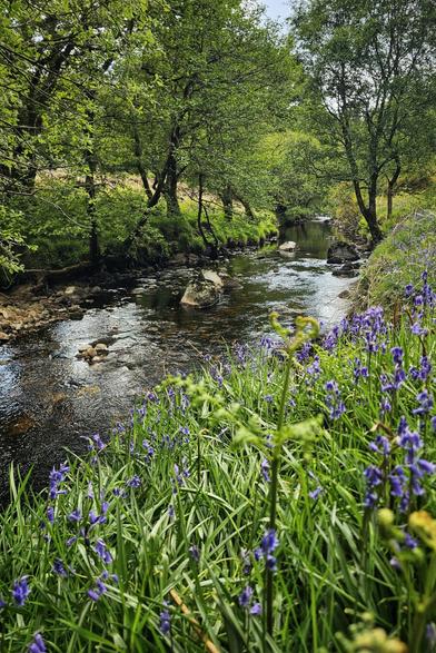 A vibrant scene of bluebells blooming along the bank of a shallow, rocky stream flowing through a lush green woodland. Tall trees with fresh green leaves line both sides of the water.